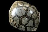 Wide Septarian Nodule with Fossil Ammonite - Madagascar #124533-2